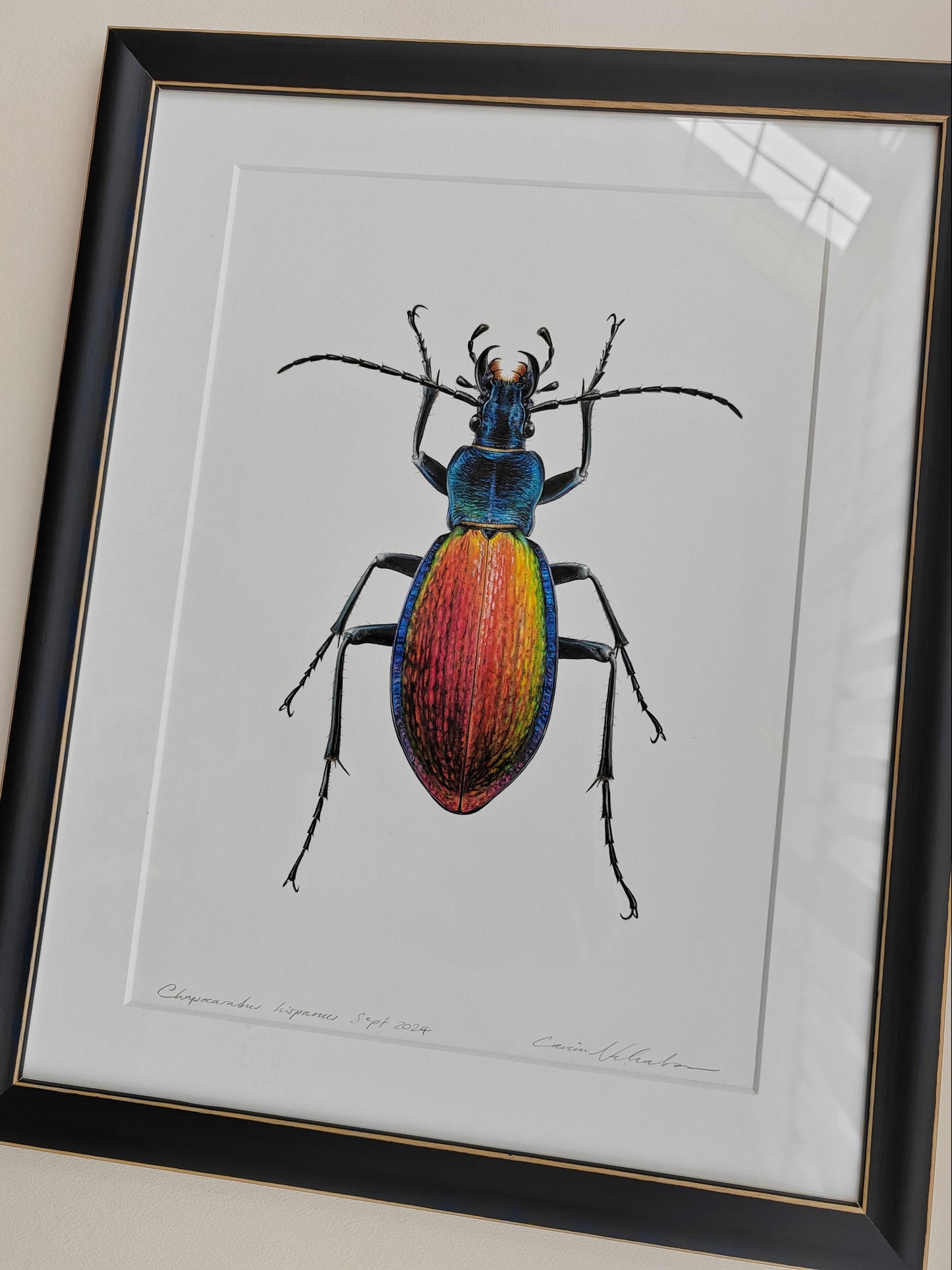 Chrysocarabus hispanus, framed original illustration