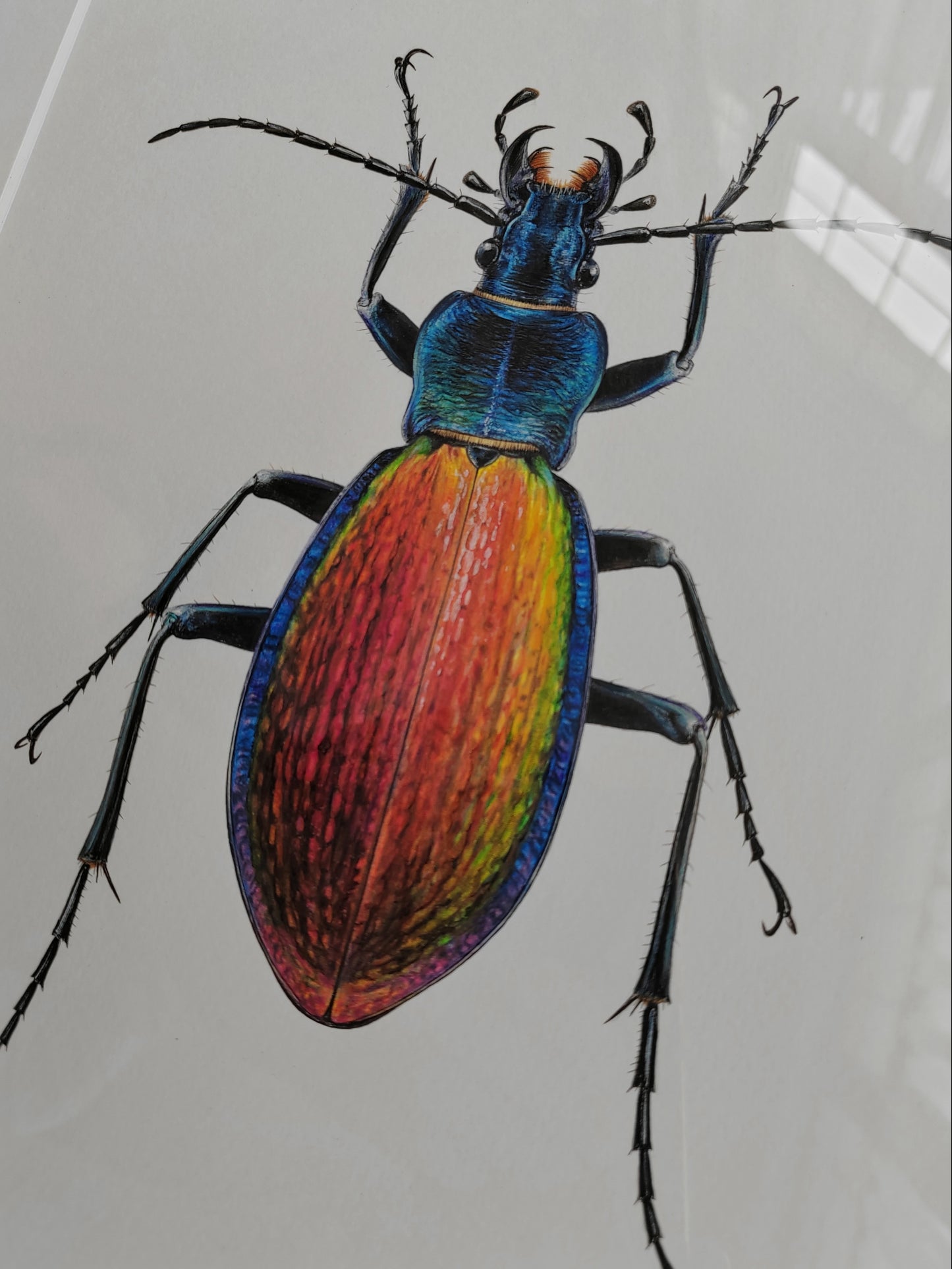 Chrysocarabus hispanus, framed original illustration