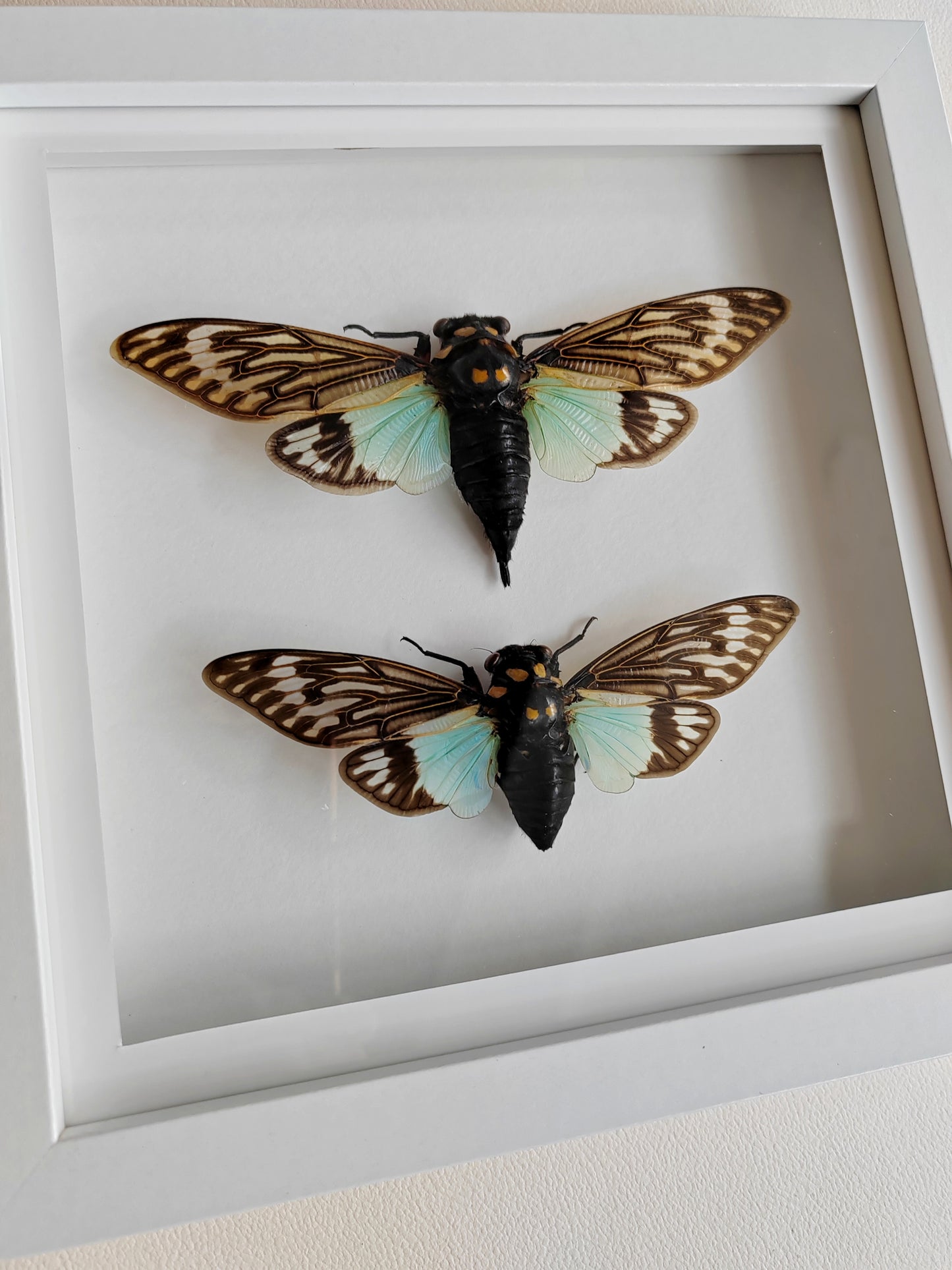 Tosena splendida, large cicada female & male pair real framed  specimens