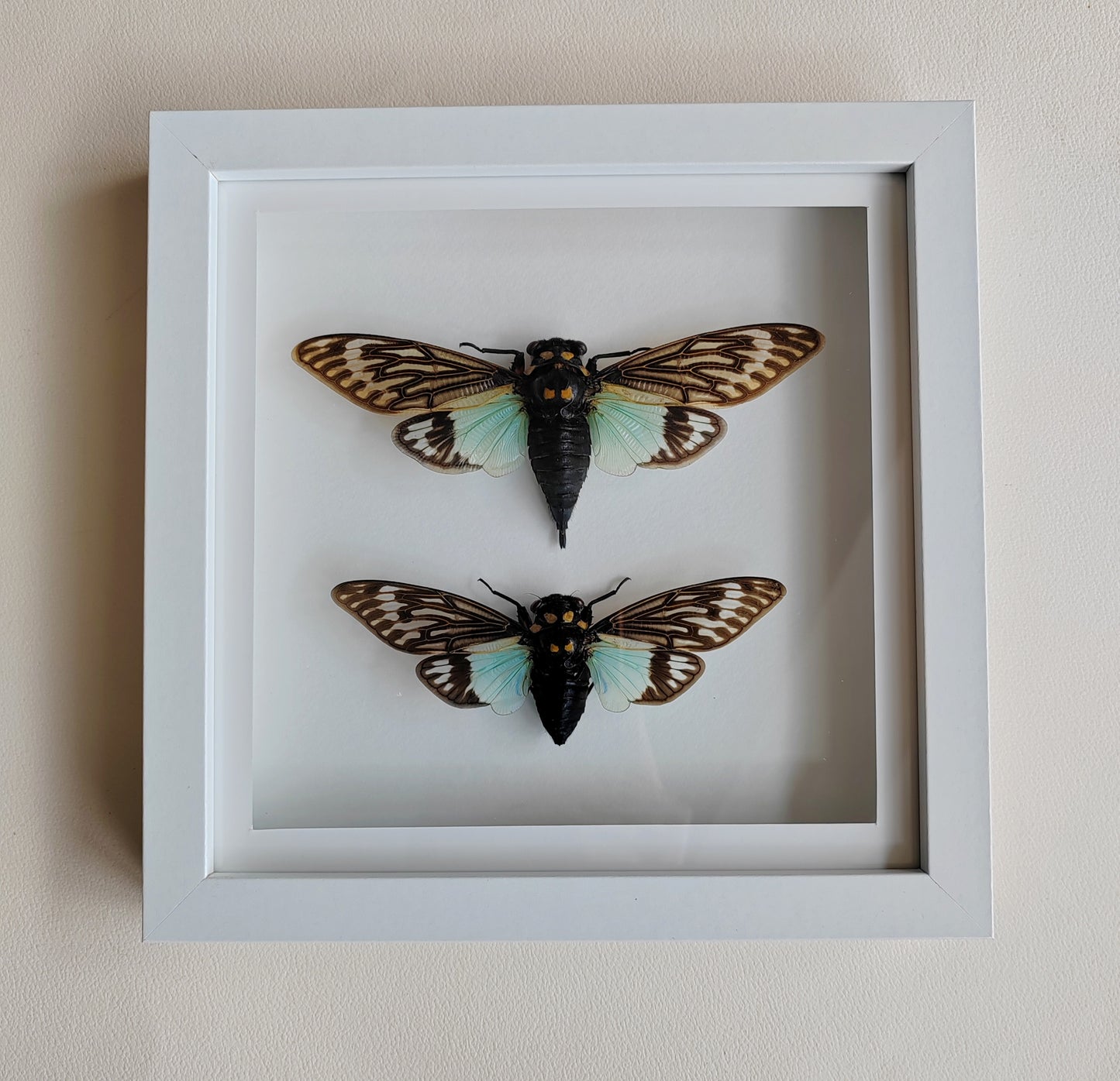 Tosena splendida, large cicada female & male pair real framed  specimens