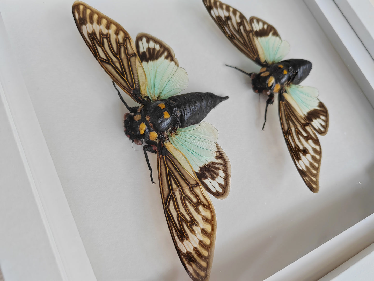 Tosena splendida, large cicada female & male pair real framed  specimens