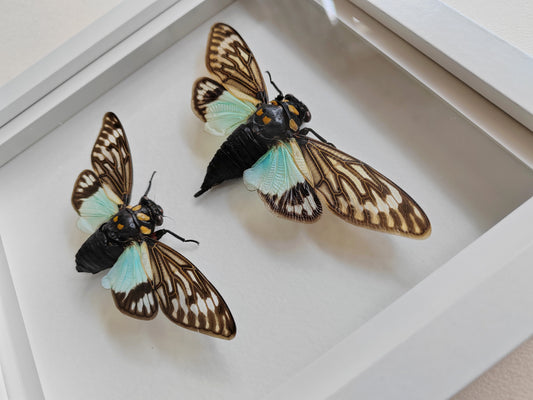 Tosena splendida, large cicada female & male pair real framed  specimens