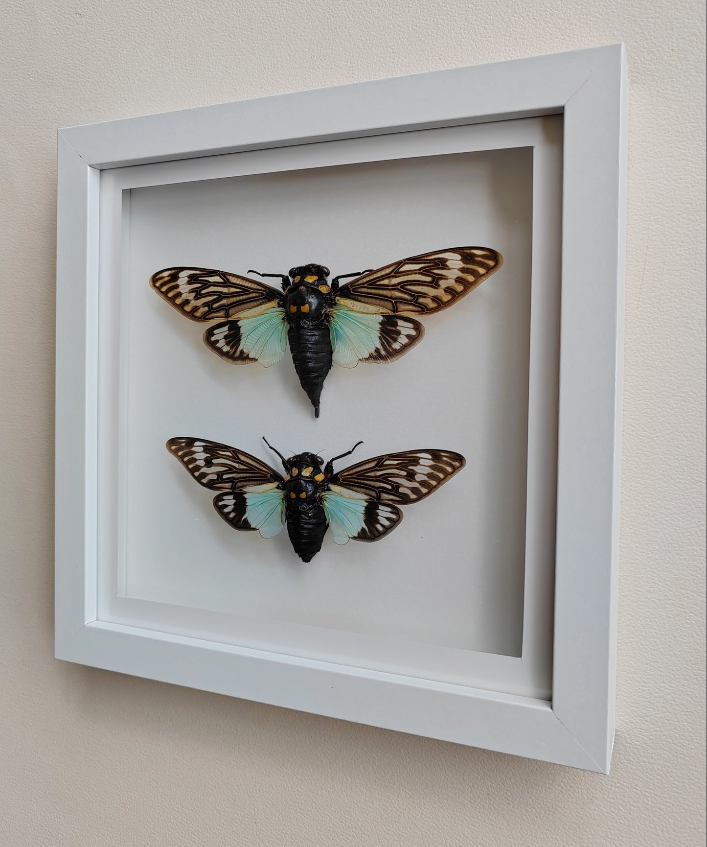 Tosena splendida, large cicada female & male pair real framed  specimens