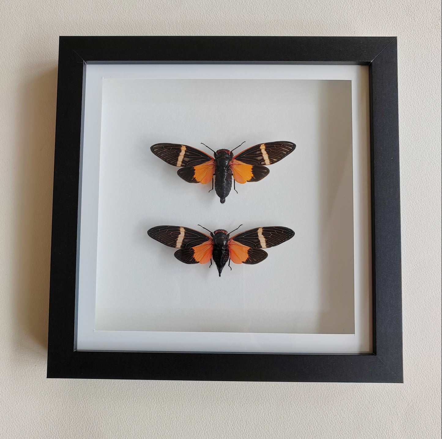 Tosena paviei male & female pair real framed cicada specimens