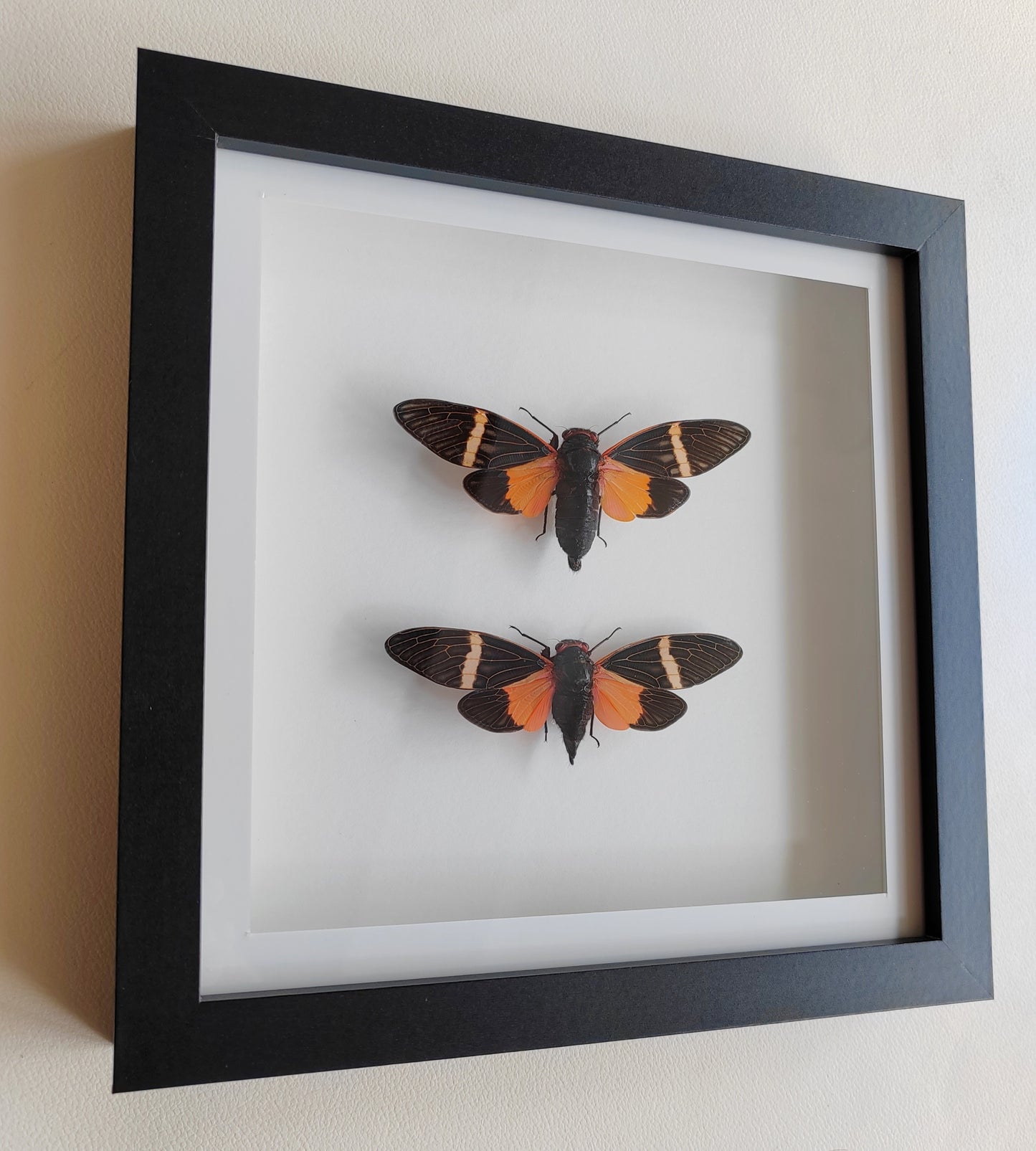 Tosena paviei male & female pair real framed cicada specimens