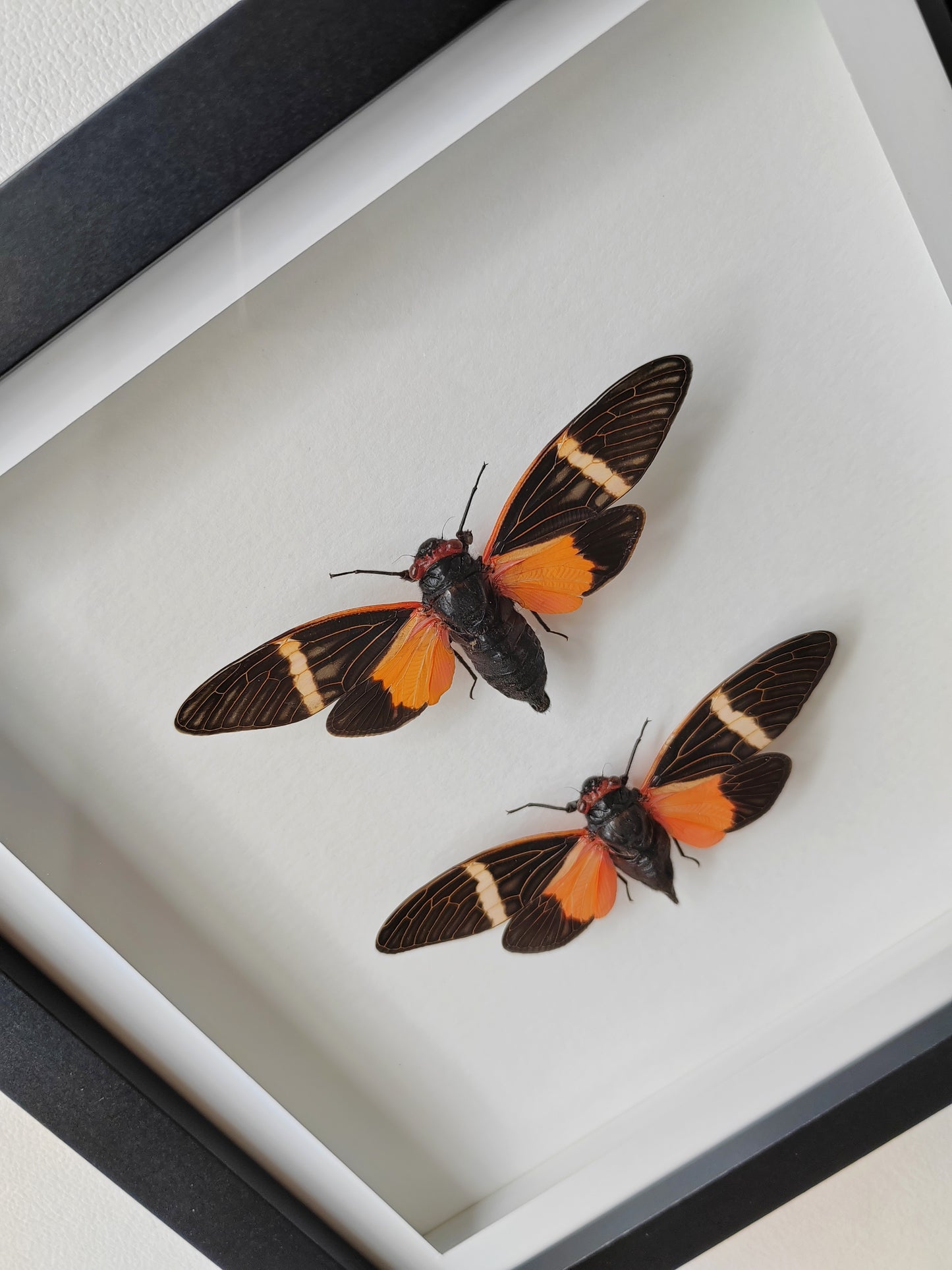 Tosena paviei male & female pair real framed cicada specimens