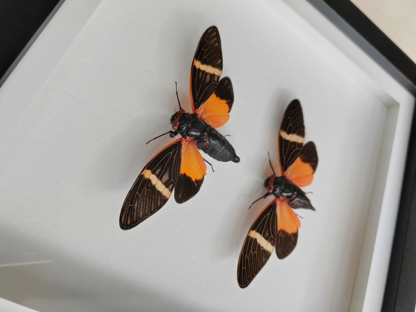 Tosena paviei male & female pair real framed cicada specimens