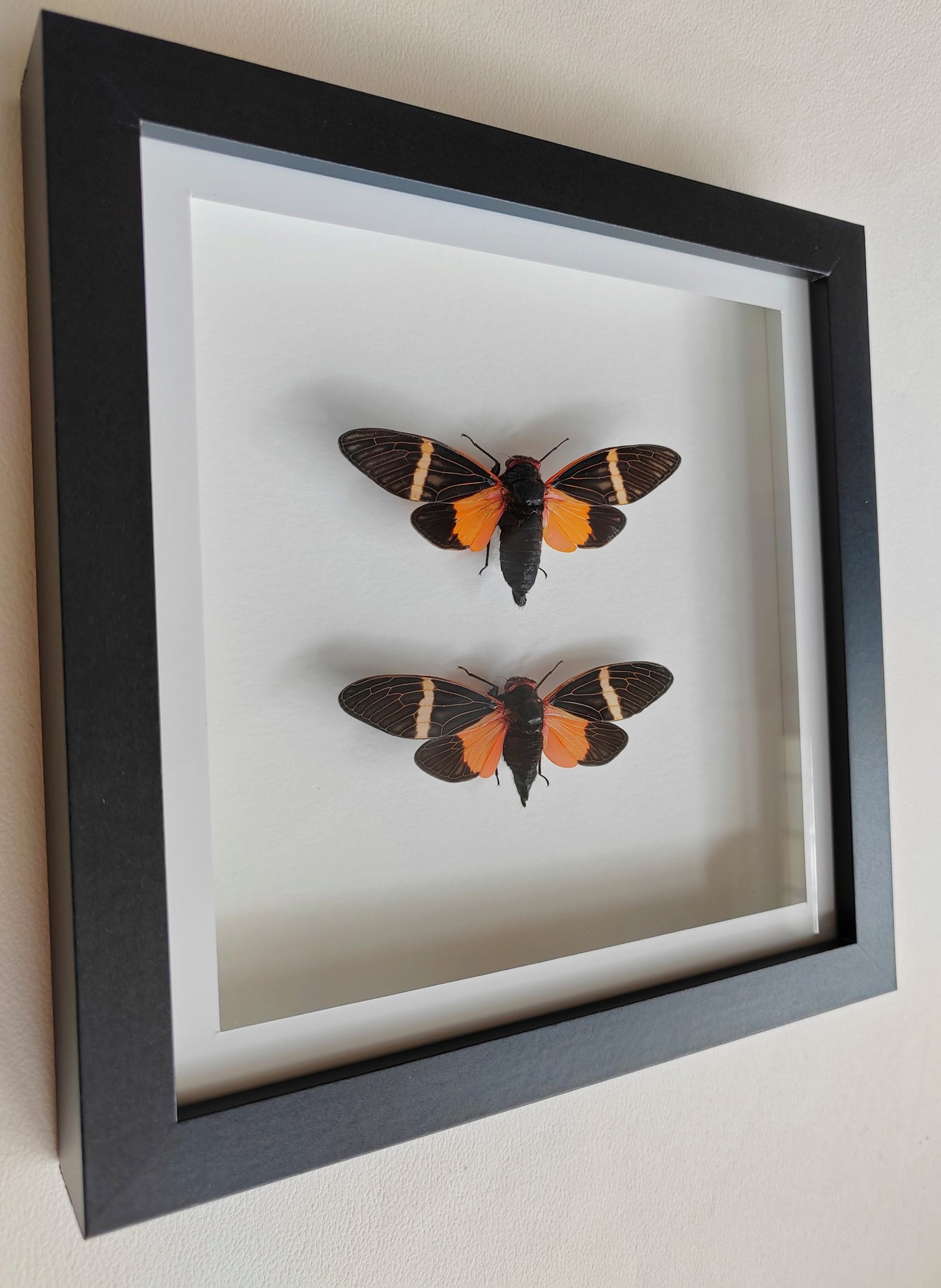 Tosena paviei male & female pair real framed cicada specimens