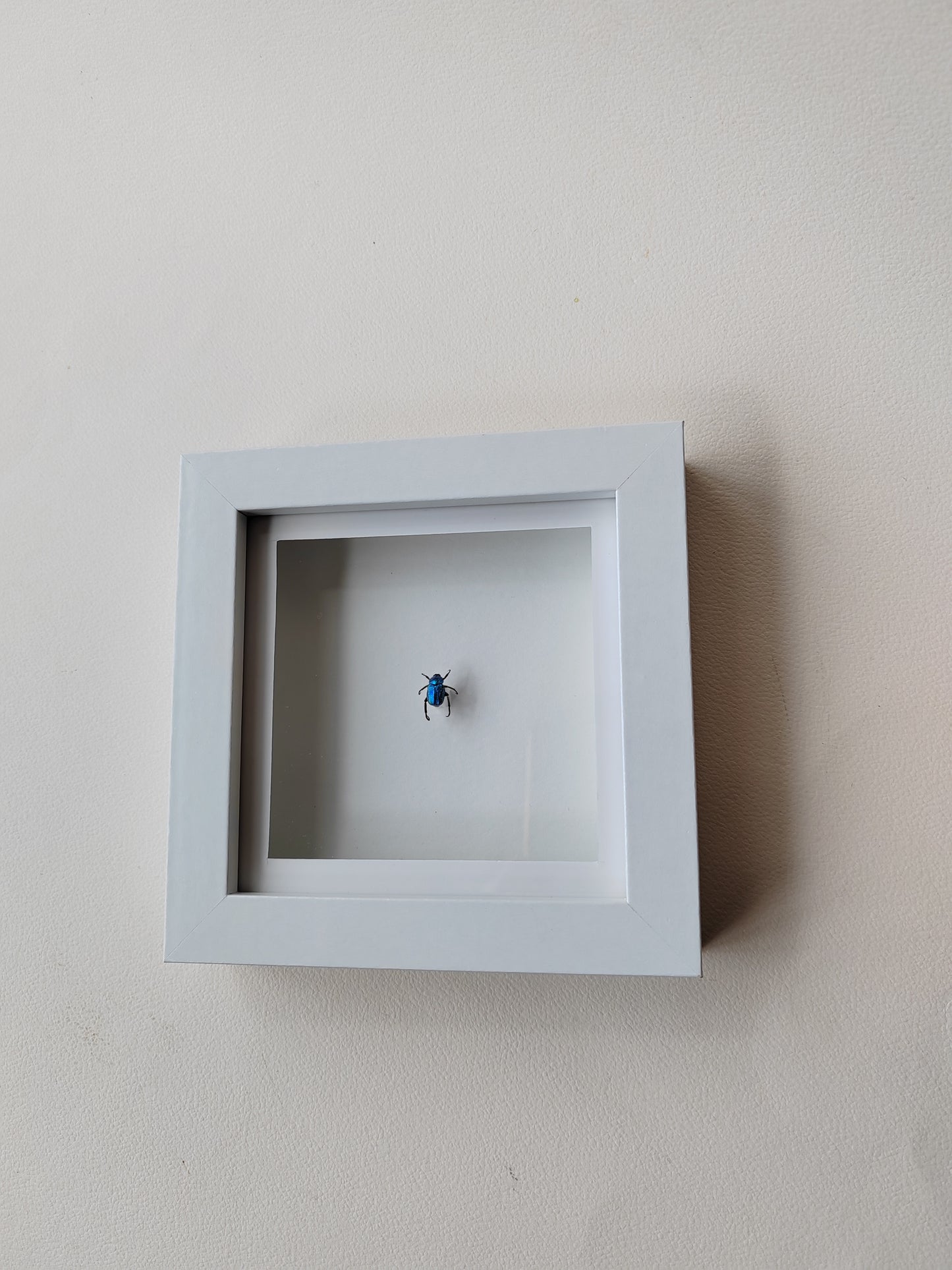 Hoplia coerulea, Blue chafer beetle, real framed specimen