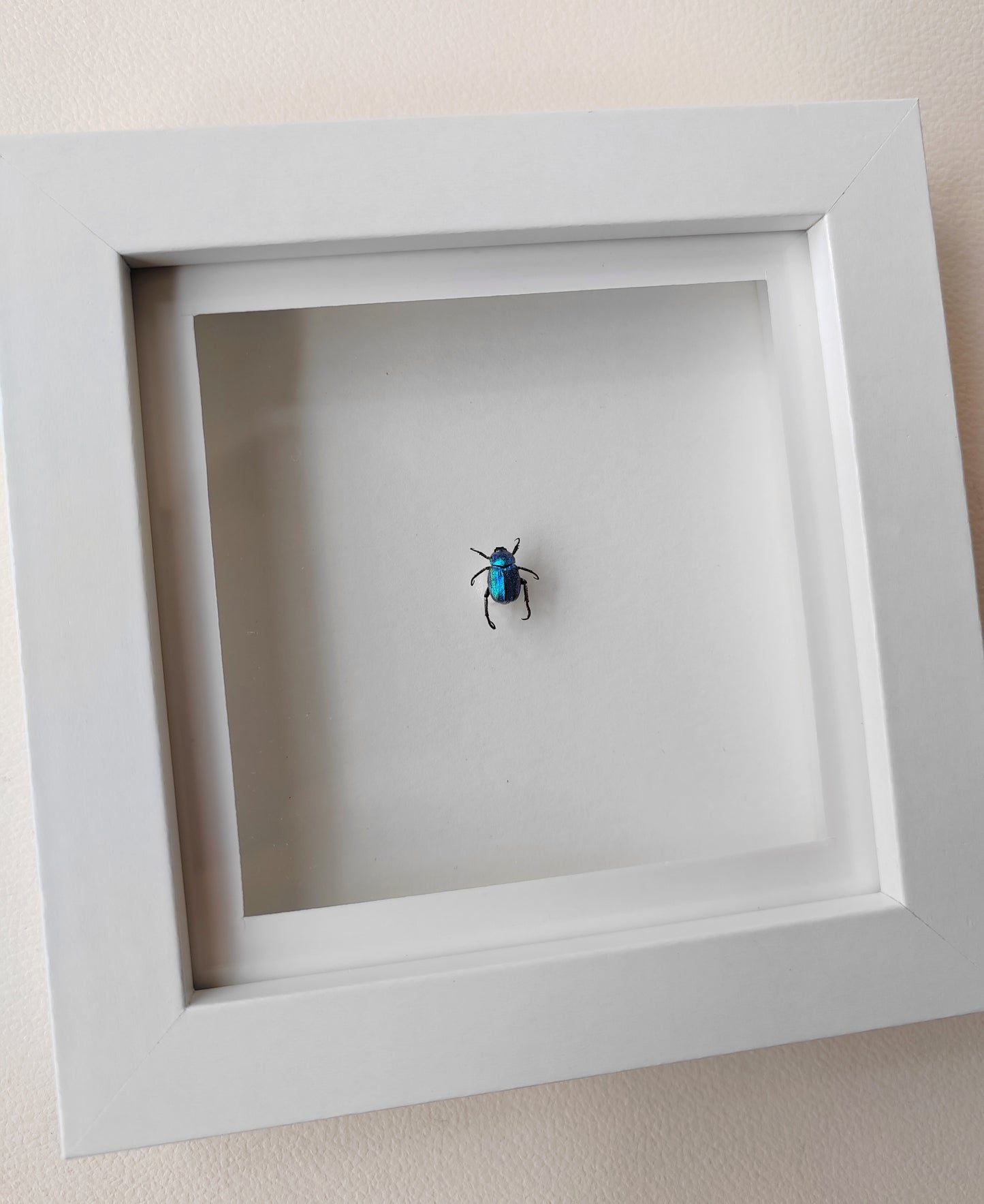 Hoplia coerulea, Blue chafer beetle, real framed specimen