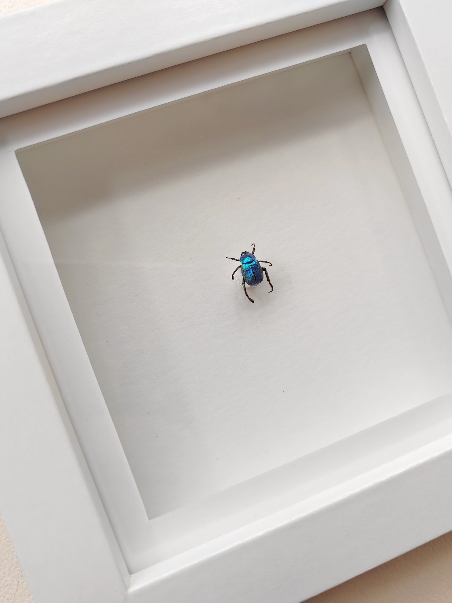 Hoplia coerulea, Blue chafer beetle, real framed specimen