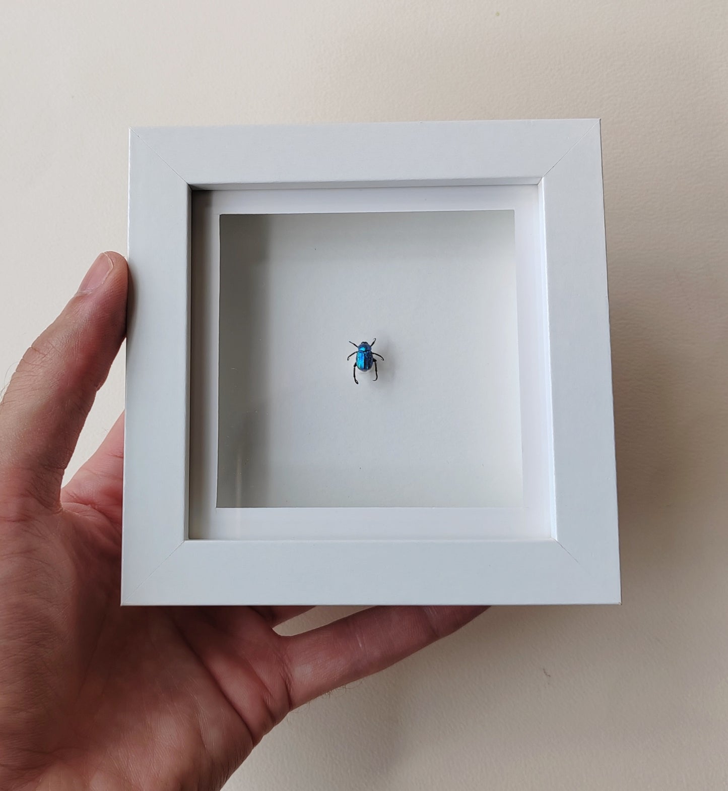 Hoplia coerulea, Blue chafer beetle, real framed specimen