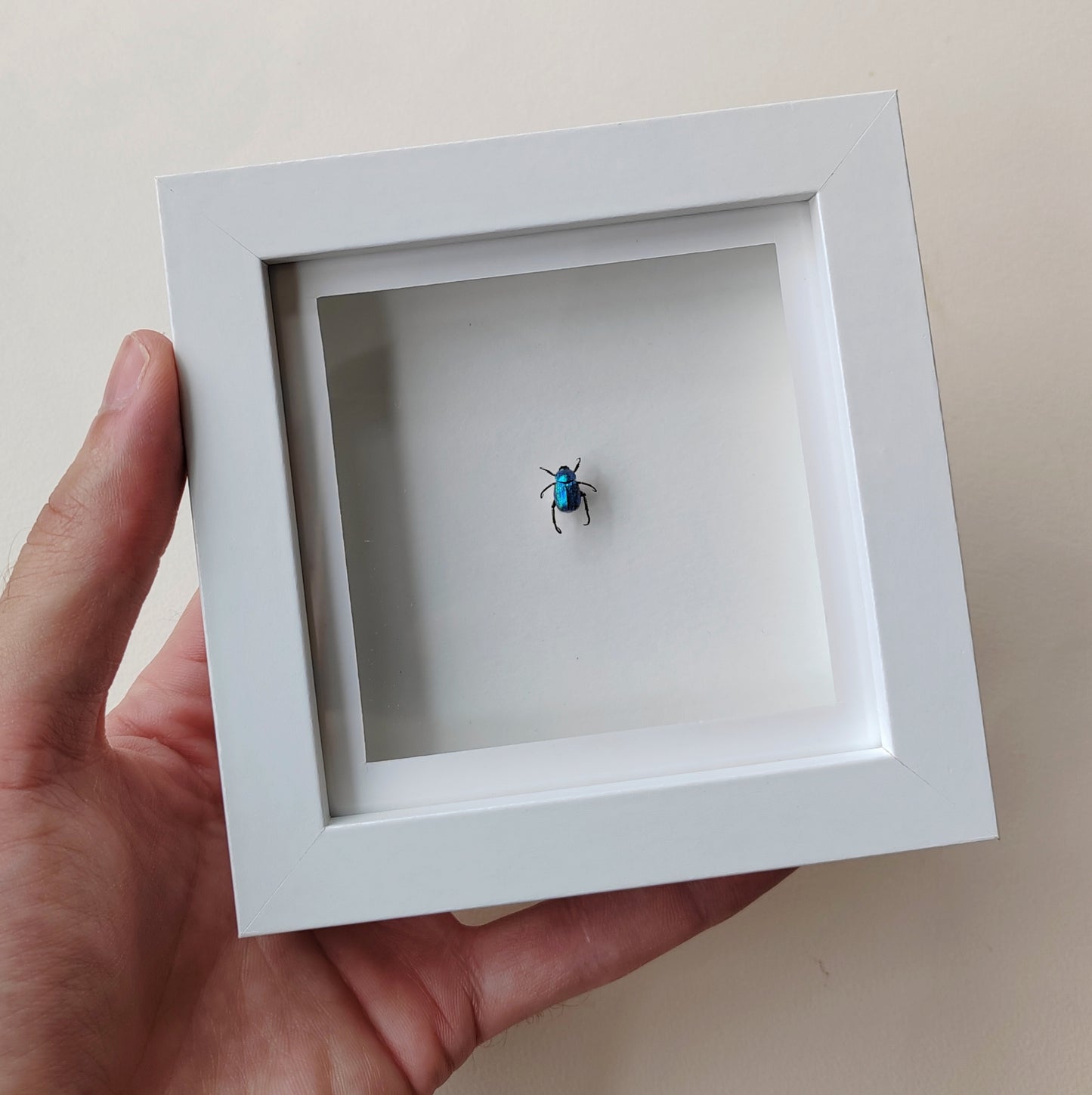 Hoplia coerulea, Blue chafer beetle, real framed specimen