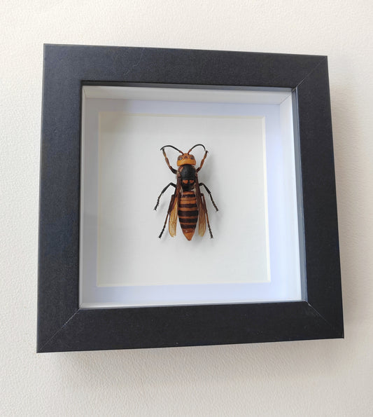 Vespa mandarinia worker, Giant Asian Hornet in square frame. Real specimen