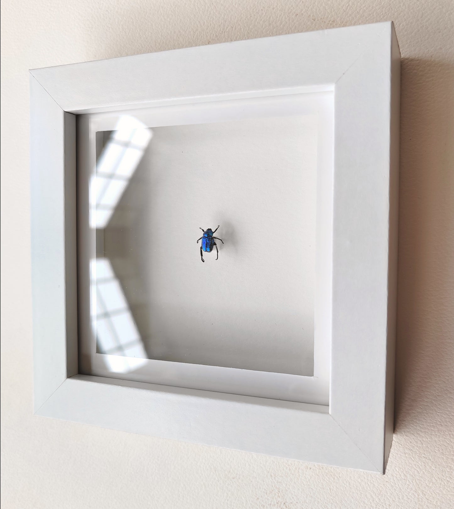 Hoplia coerulea, Blue chafer beetle, real framed specimen