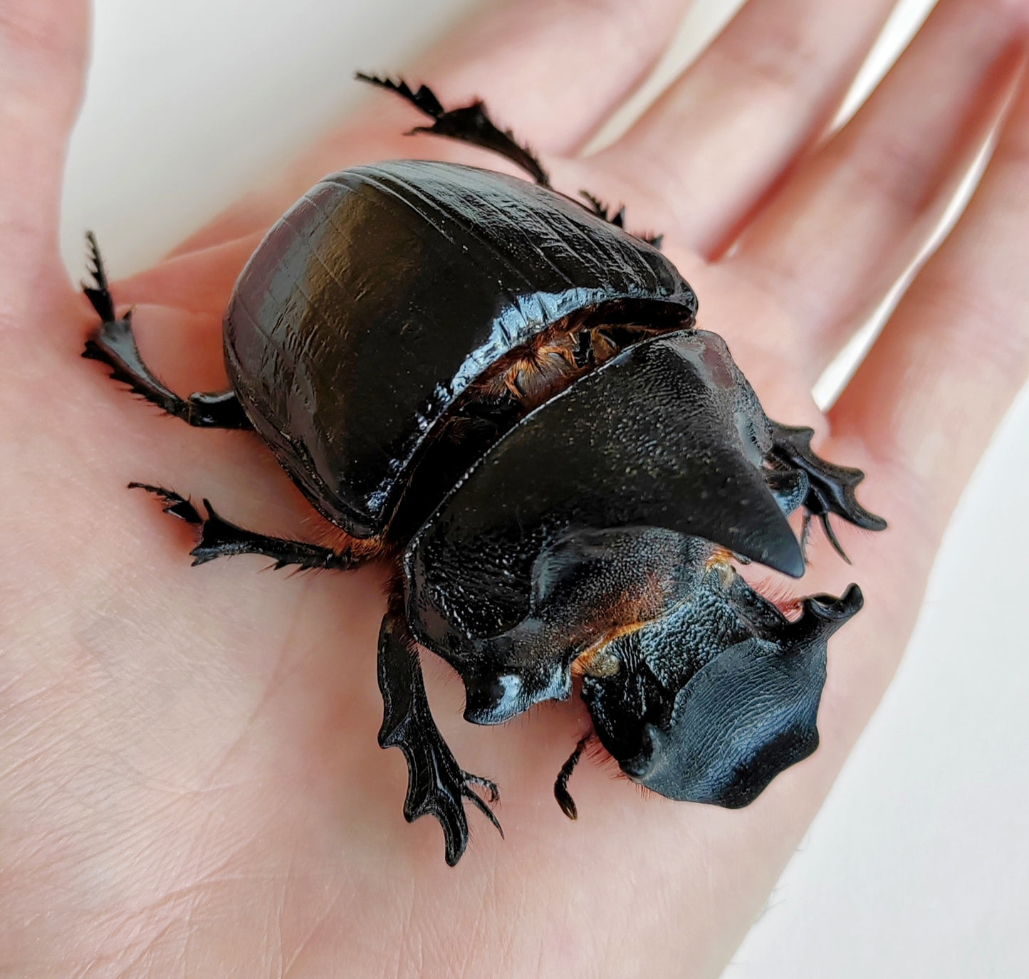 Heliocopris dominus, giant dung scarab beetle, female & male pair real framed specimens