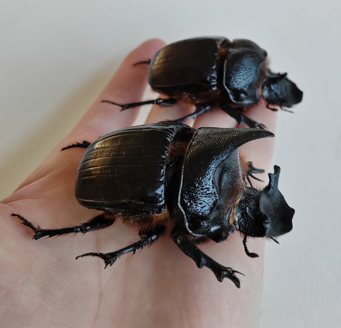 Heliocopris dominus, giant dung scarab beetle, female & male pair real framed specimens