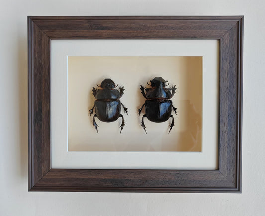 Heliocopris dominus, giant dung scarab beetle, female & male pair real framed specimens