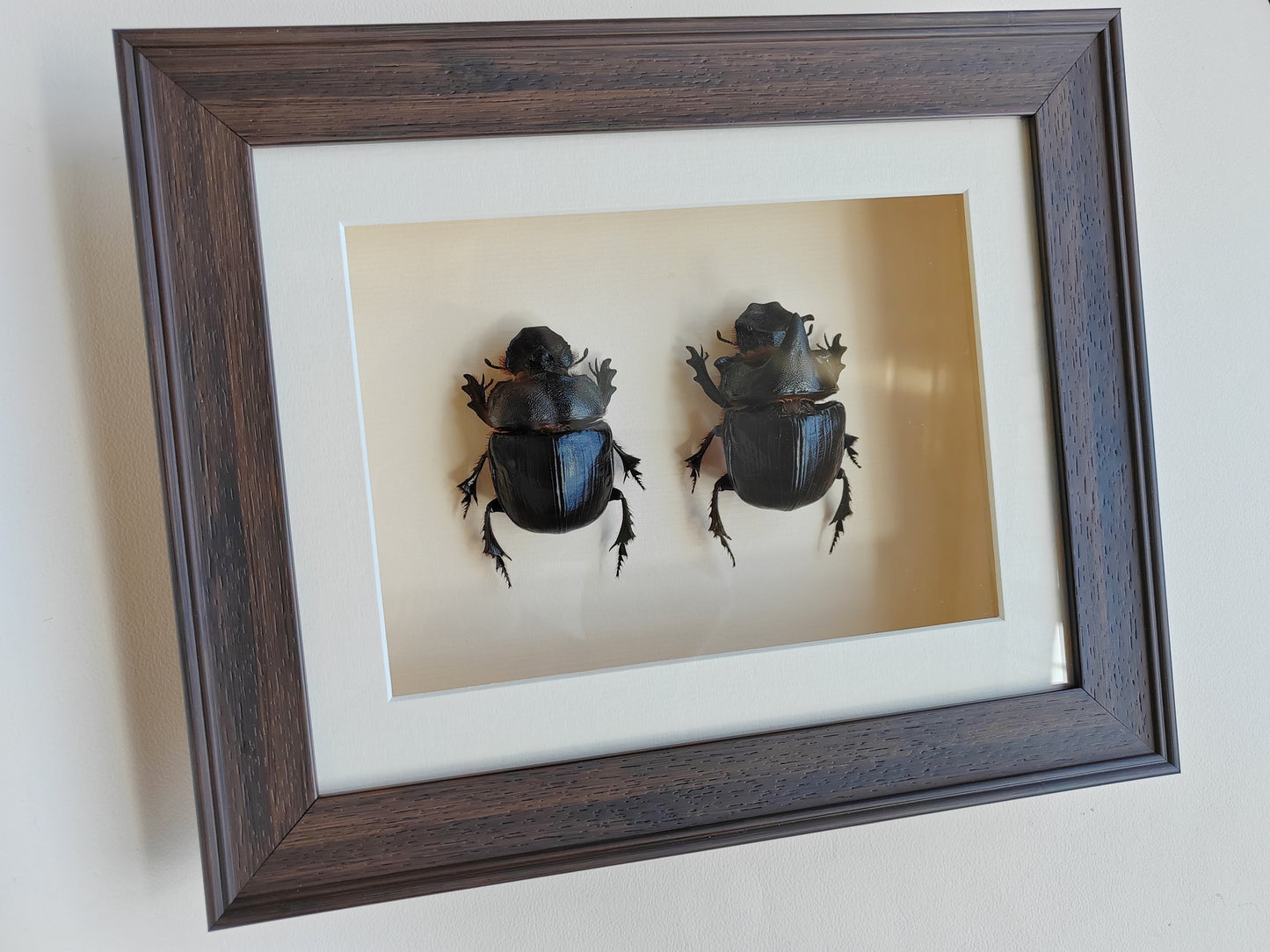 Heliocopris dominus, giant dung scarab beetle, female & male pair real framed specimens