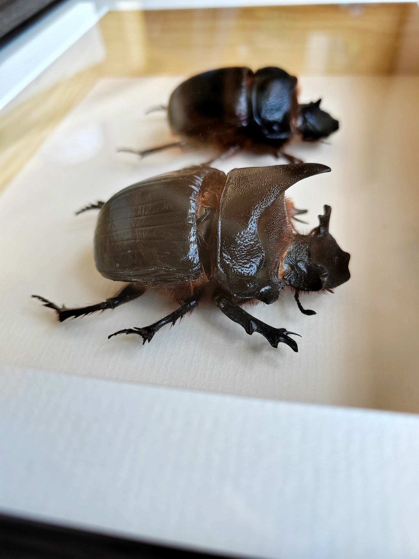 Heliocopris dominus, giant dung scarab beetle, female & male pair real framed specimens