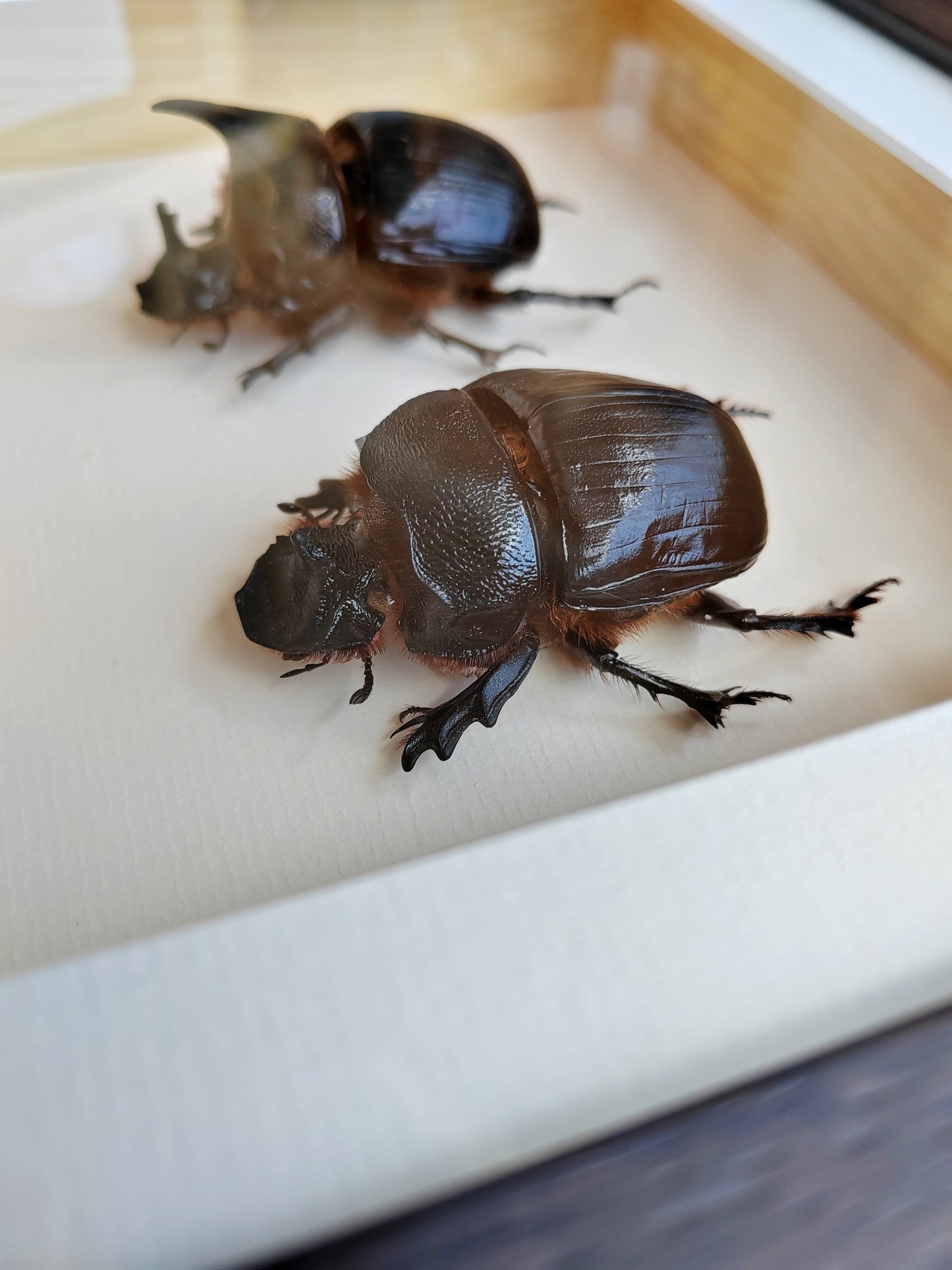 Heliocopris dominus, giant dung scarab beetle, female & male pair real framed specimens