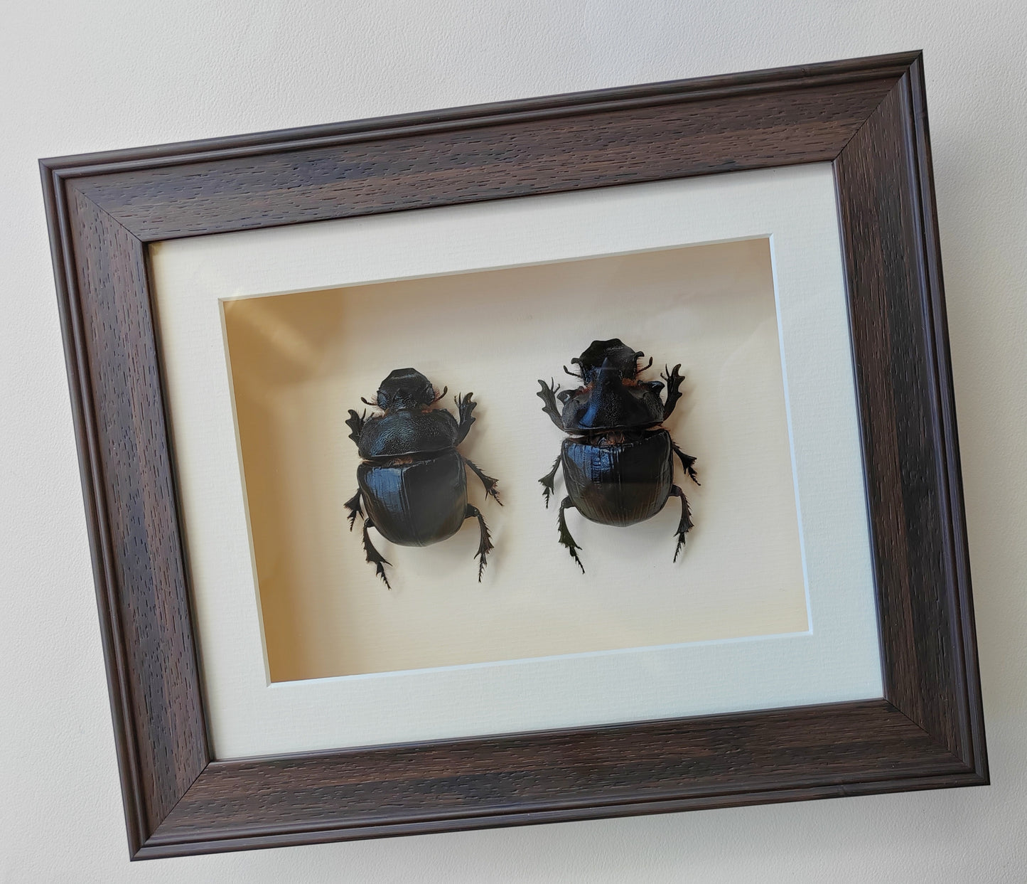 Heliocopris dominus, giant dung scarab beetle, female & male pair real framed specimens