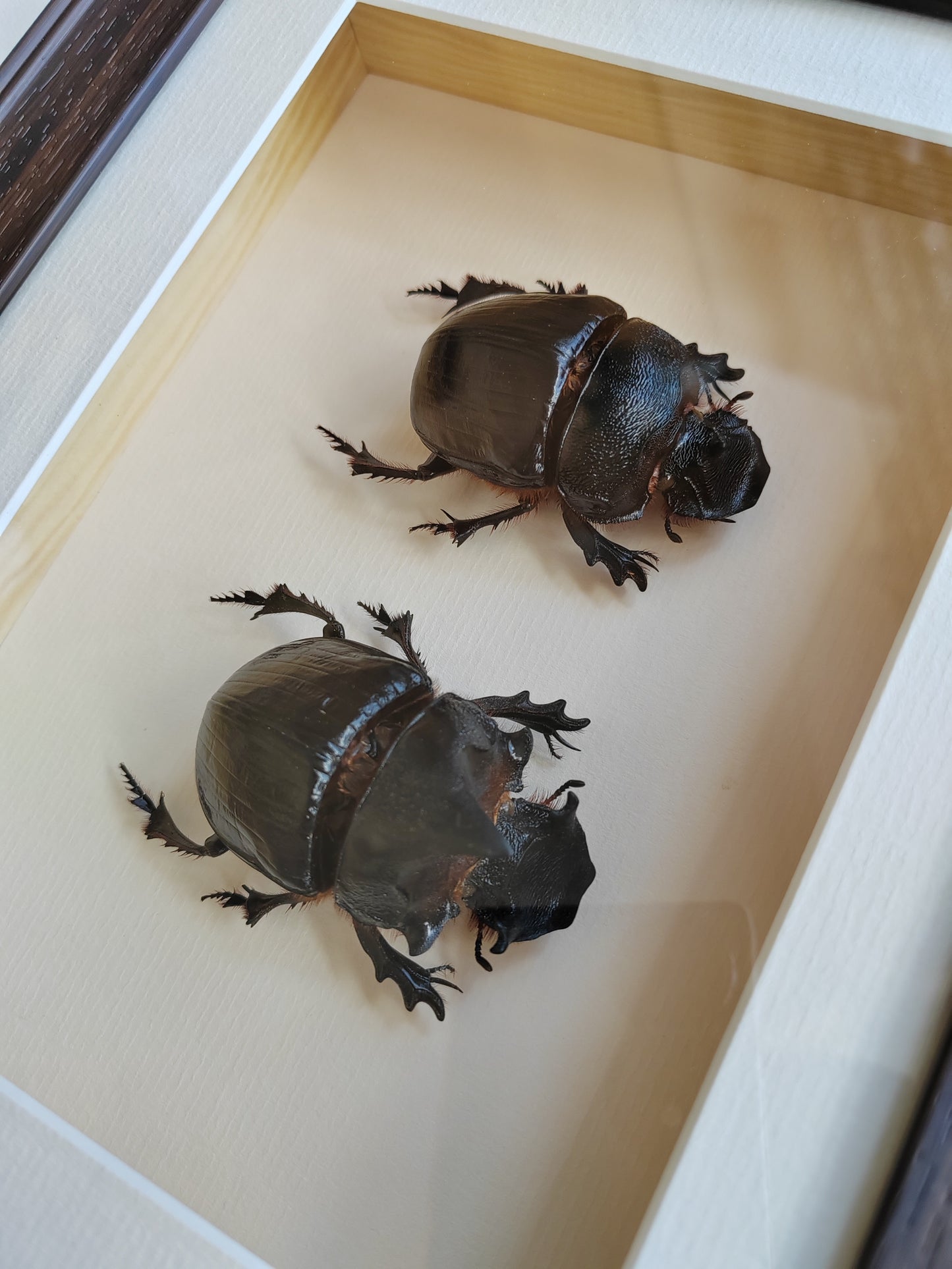 Heliocopris dominus, giant dung scarab beetle, female & male pair real framed specimens