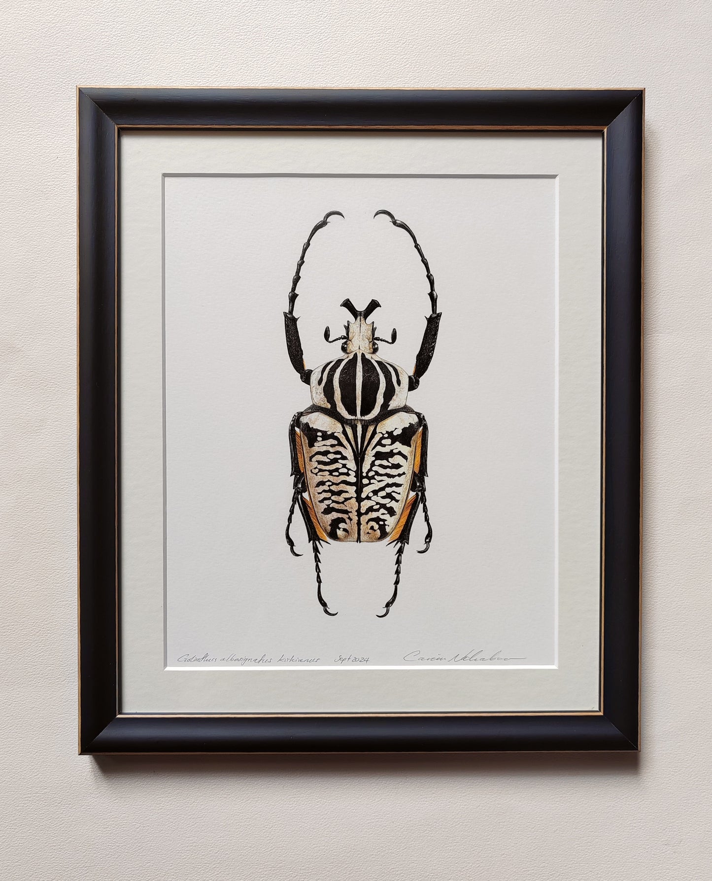 Goliathus albosignatus kirkianus framed original artwork