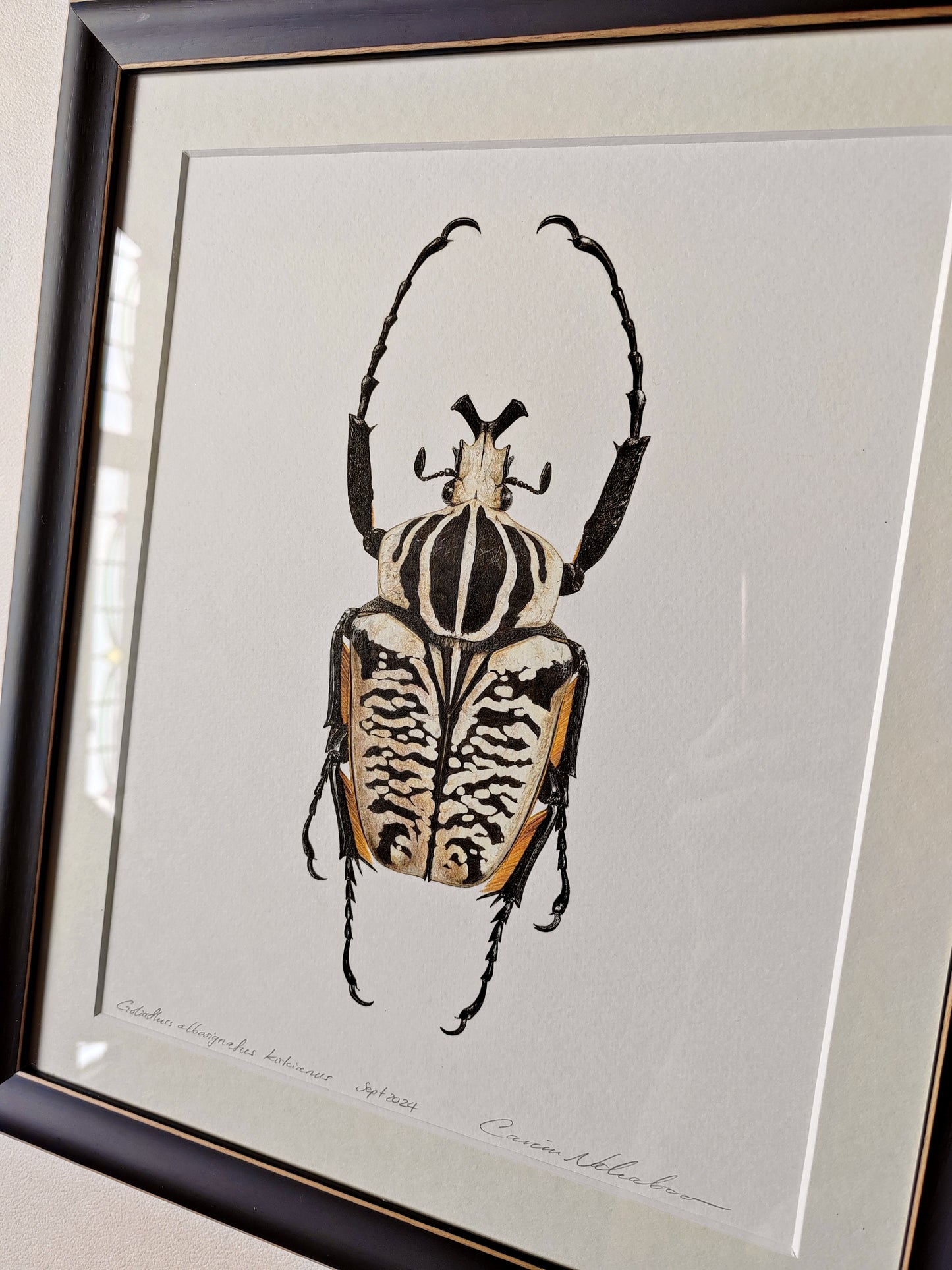 Goliathus albosignatus kirkianus framed original artwork