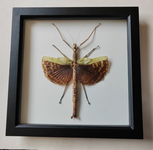 Phasma gigas, real framed specimen, giant stick insect