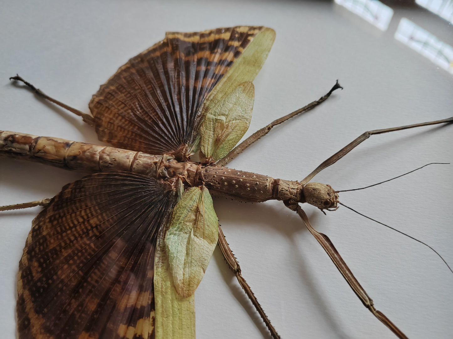 Phasma gigas, real framed specimen, giant stick insect