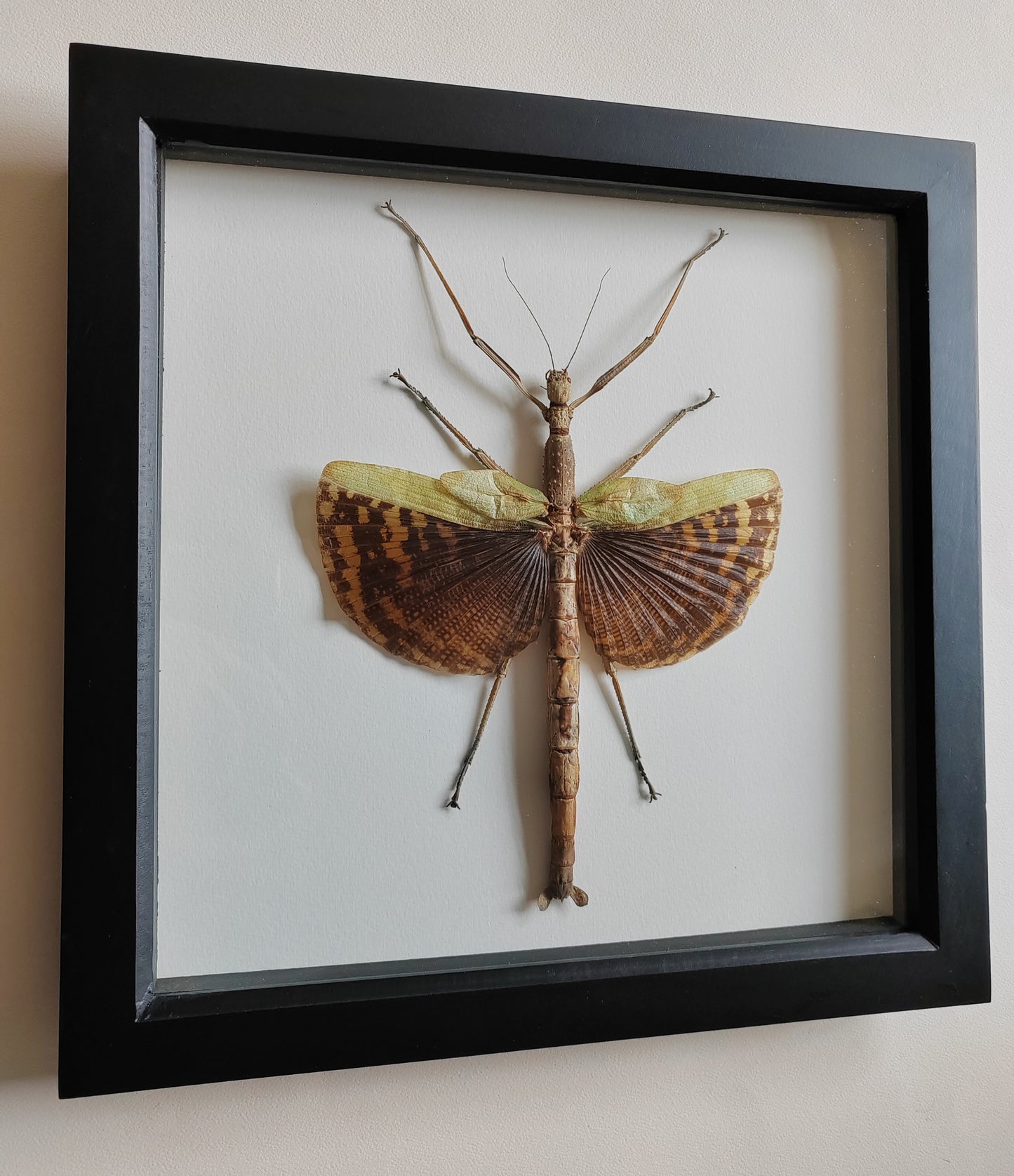 Phasma gigas, real framed specimen, giant stick insect