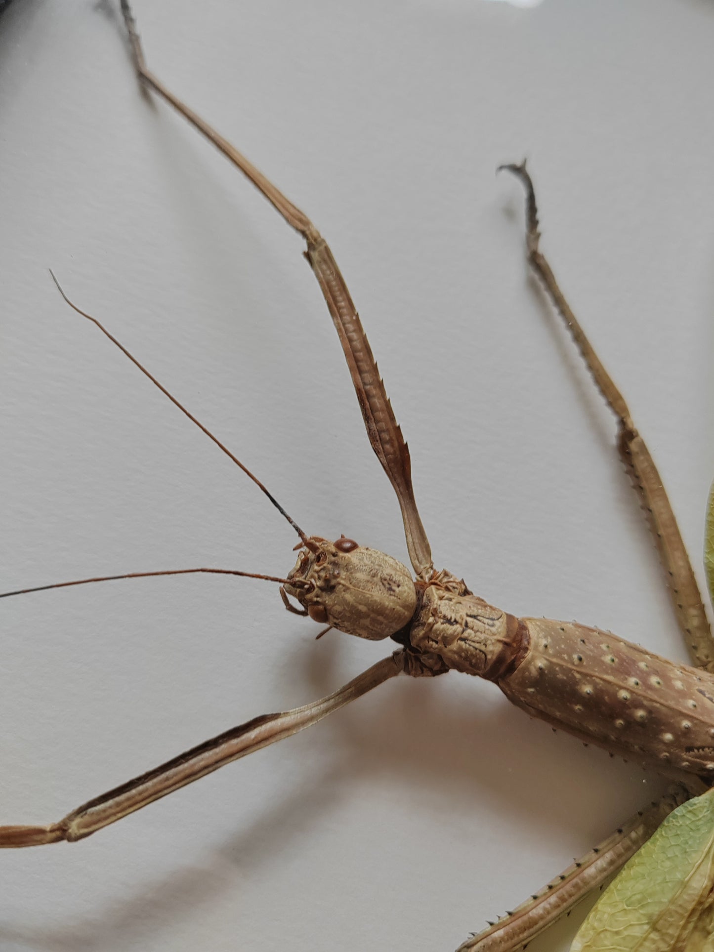 Phasma gigas, real framed specimen, giant stick insect