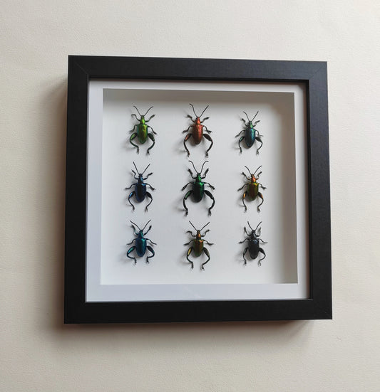 Sagra femorata, Frog Legged Beetles, 9 real framed specimens