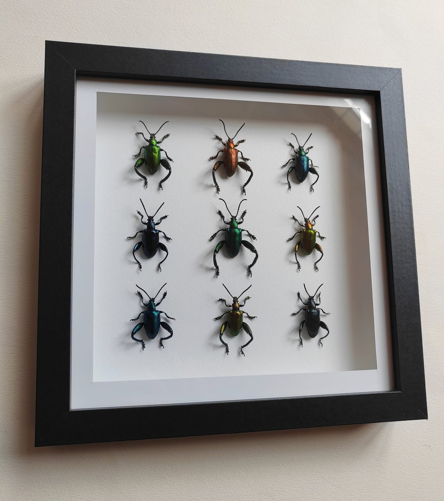 Sagra femorata, Frog Legged Beetles, 9 real framed specimens