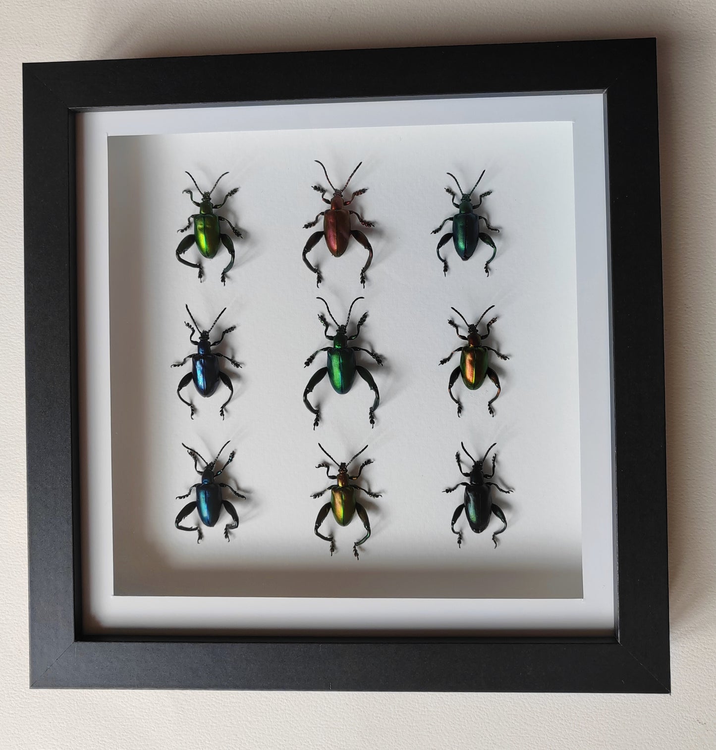 Sagra femorata, Frog Legged Beetles, 9 real framed specimens