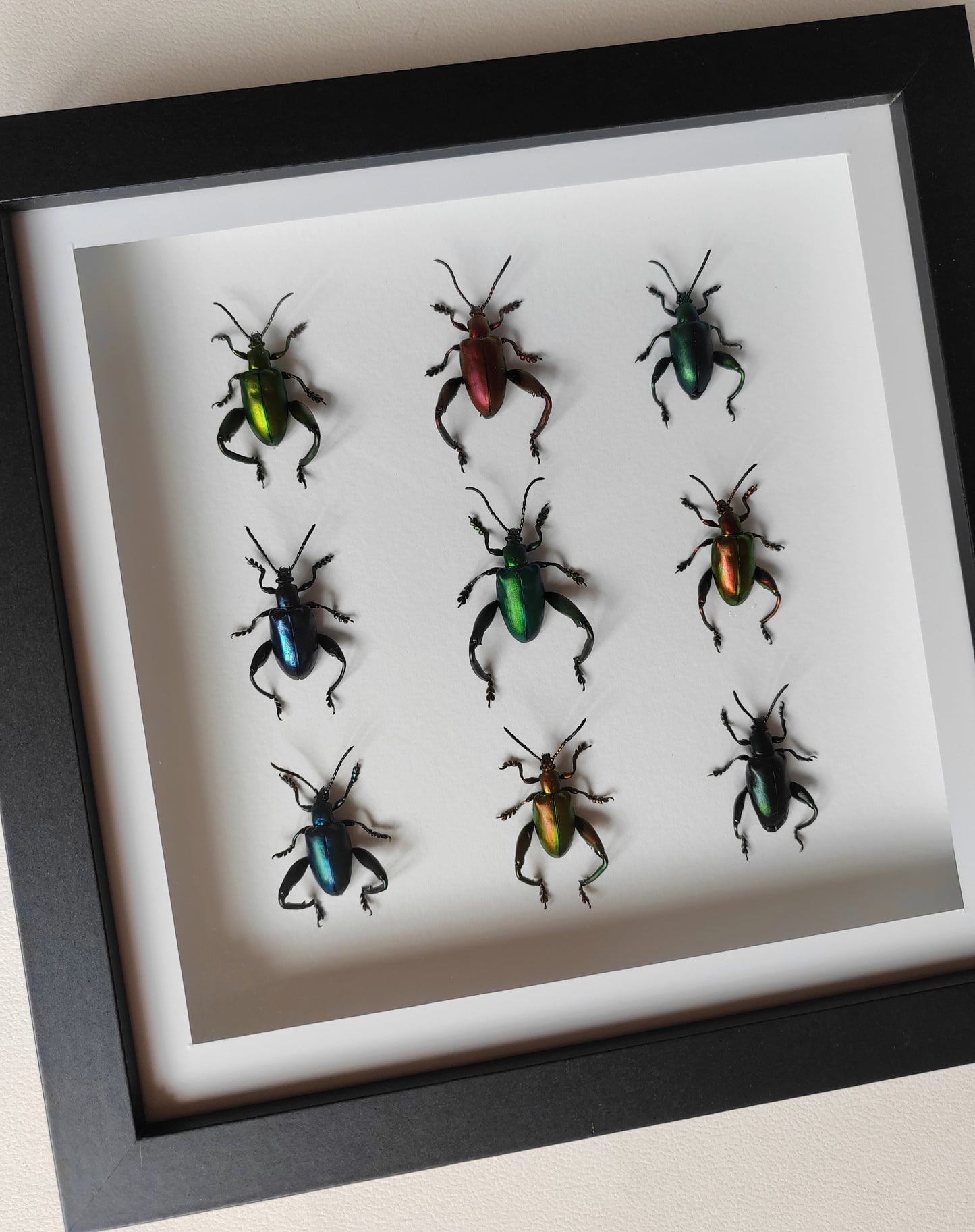 Sagra femorata, Frog Legged Beetles, 9 real framed specimens