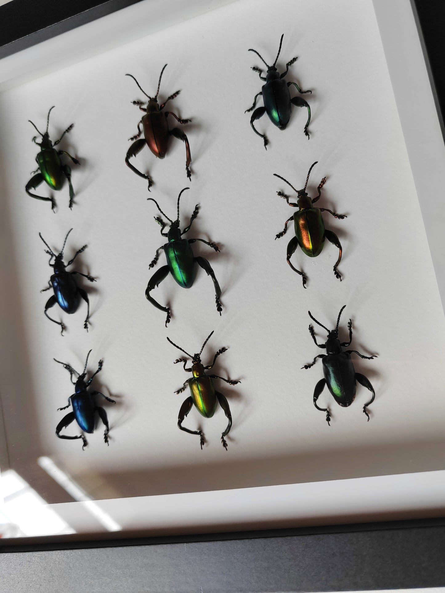 Sagra femorata, Frog Legged Beetles, 9 real framed specimens