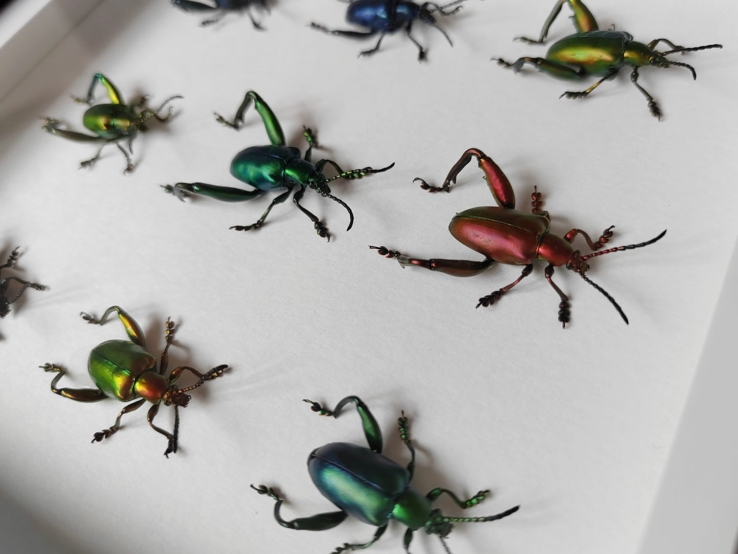 Sagra femorata, Frog Legged Beetles, 9 real framed specimens