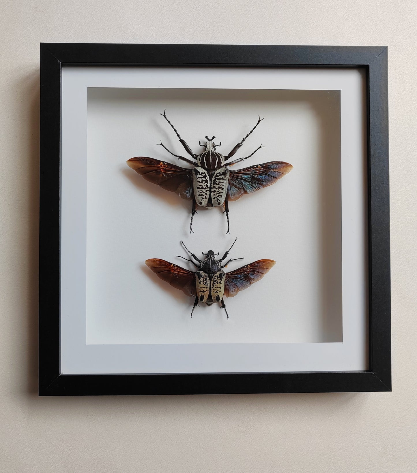 Goliathus albosignatus kirkianus Male & Female pair, real framed specimens