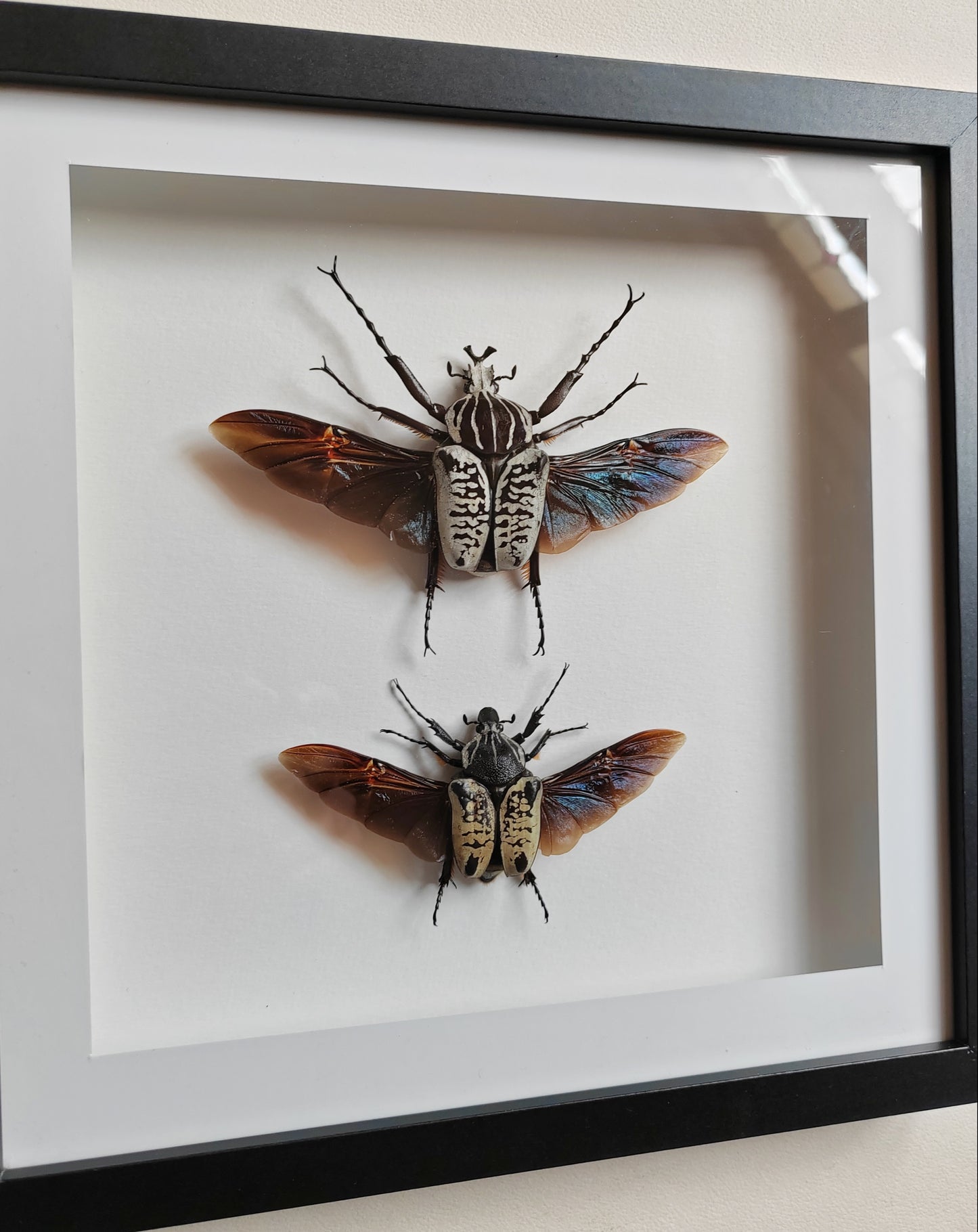 Goliathus albosignatus kirkianus Male & Female pair, real framed specimens