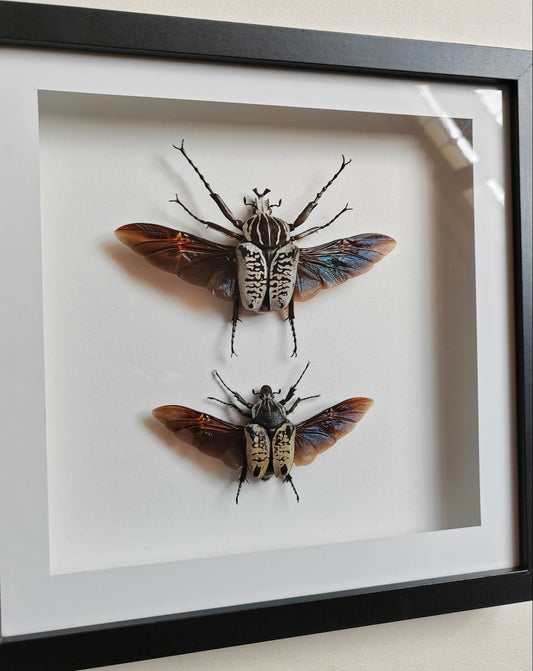 Goliathus albosignatus kirkianus Male & Female pair, real framed specimens