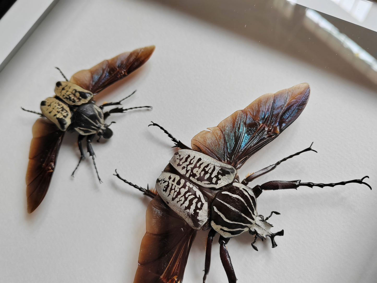 Goliathus albosignatus kirkianus Male & Female pair, real framed specimens