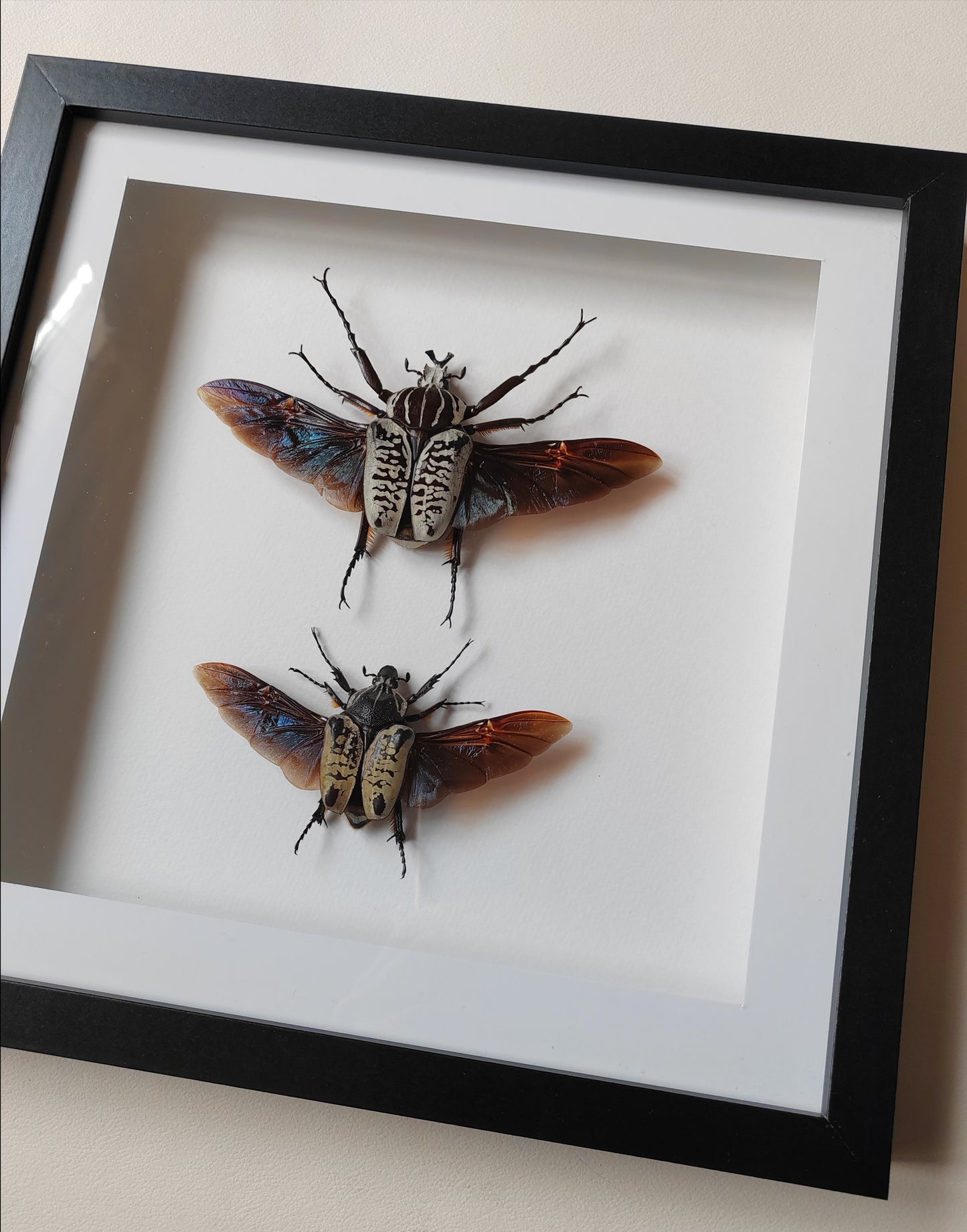 Goliathus albosignatus kirkianus Male & Female pair, real framed specimens