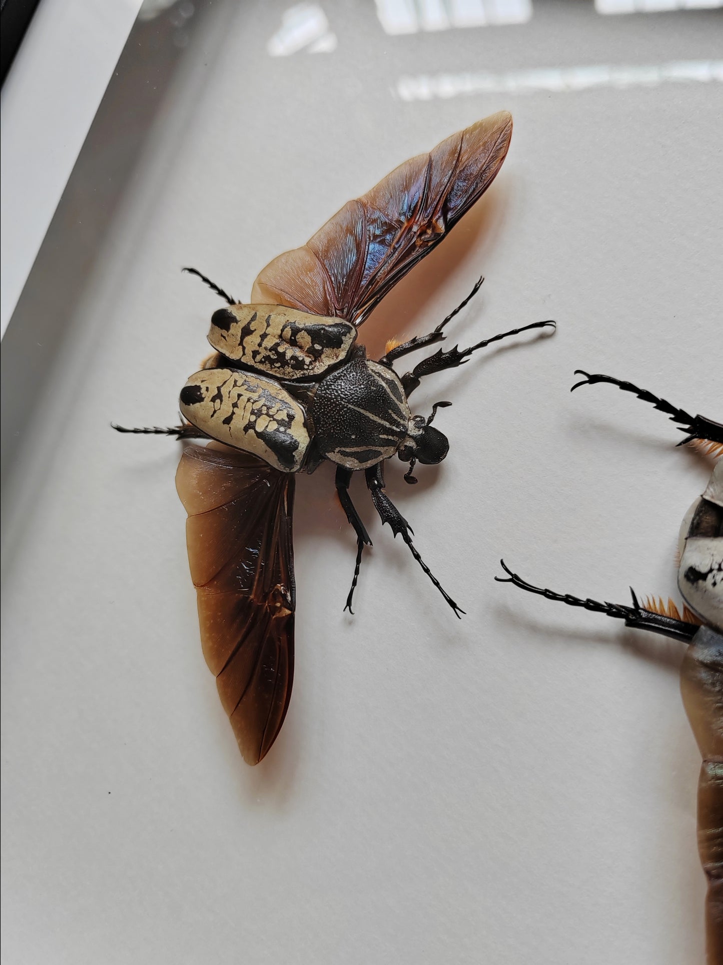 Goliathus albosignatus kirkianus Male & Female pair, real framed specimens