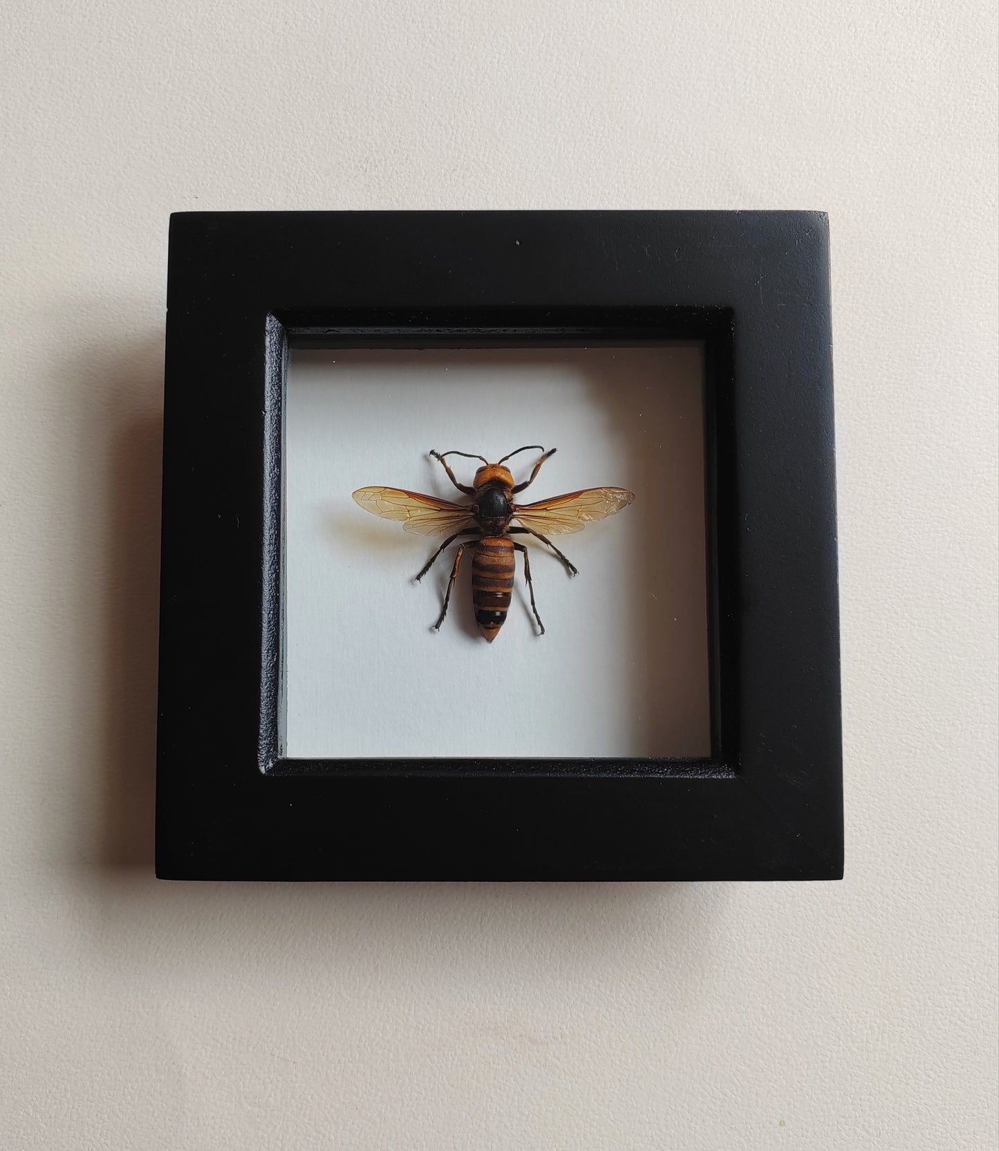 Vespa mandarinia, worker. Asian Giant Hornet, real framed specimen