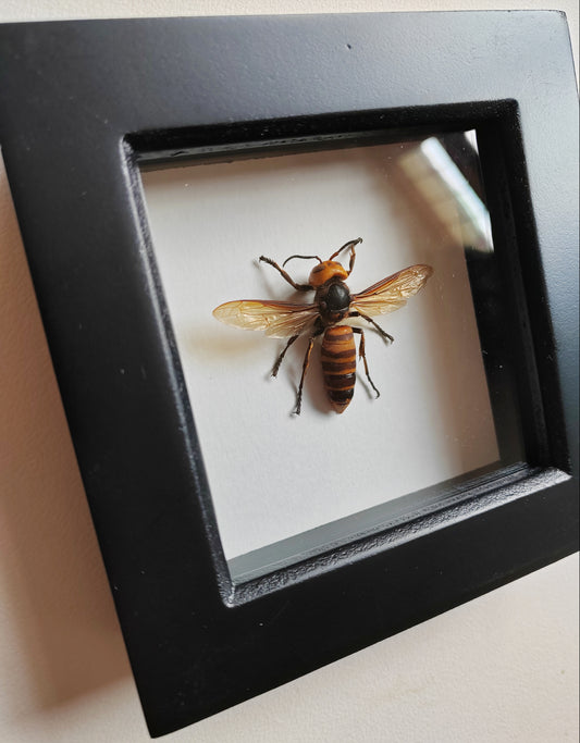 Vespa mandarinia, worker. Asian Giant Hornet, real framed specimen