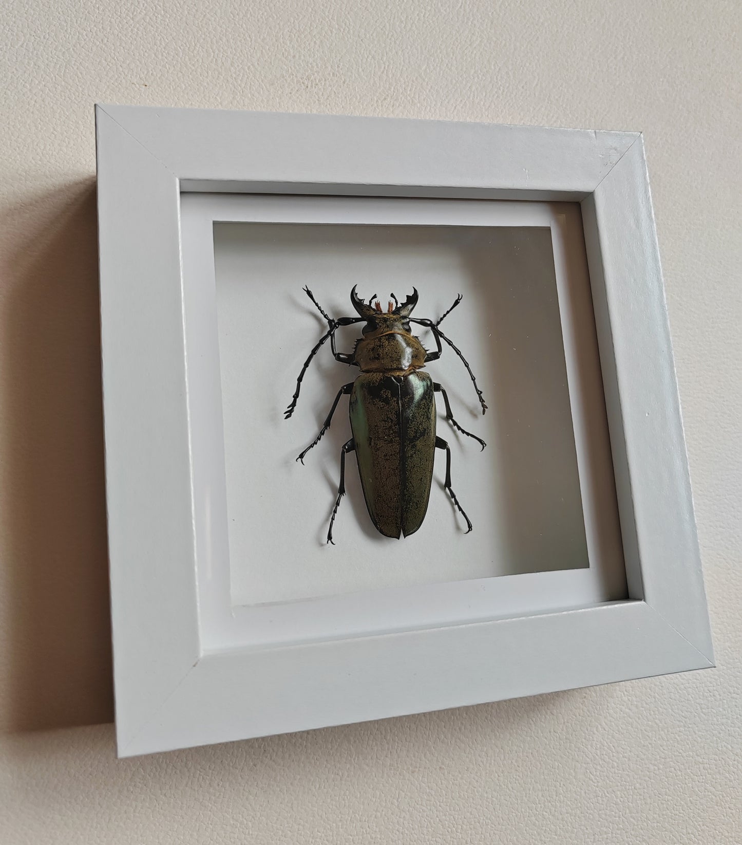 Autocrates sp. Real framed beetle specimen