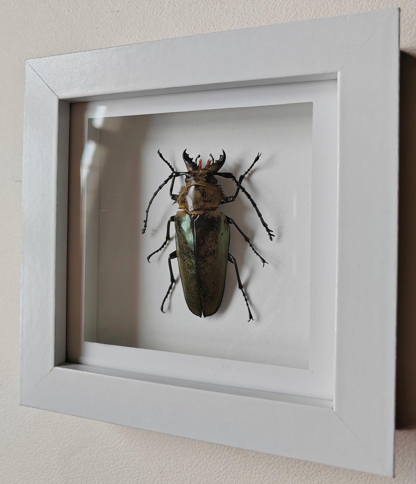 Autocrates sp. Real framed beetle specimen