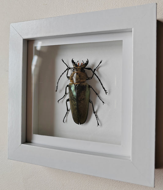 Autocrates sp. Real framed beetle specimen